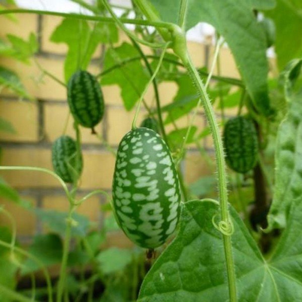 Graines Bio - Cucamelon (Concombre du Mexique) – Jardiniers du goût