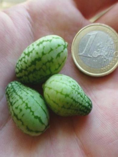 Concombre à Confire (Melothria scabra) Graines