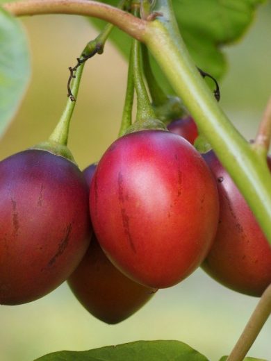 Tomate en Arbre "Tamarillo" (Cyphomandra betacea) Graines