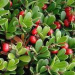 Busserole Raisin d'ours (Arctostaphylos uva-ursi) Plant