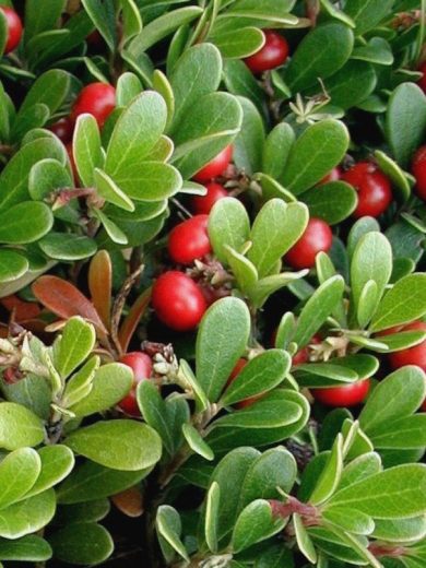 Busserole Raisin d'ours (Arctostaphylos uva-ursi) Plant