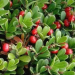 Busserole Raisin d'ours (Arctostaphylos uva-ursi) Plant