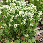 Cochléaire (Cochlearia officinalis) Graines