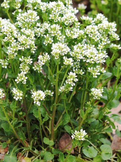 Cochléaire (Cochlearia officinalis) Graines