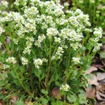 Cochléaire (Cochlearia officinalis) Graines