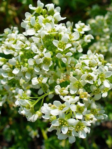 Cochléaire (Cochlearia officinalis) Graines