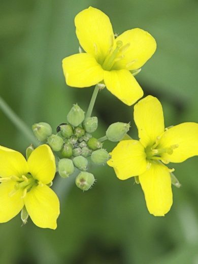 Roquette Wasabi (Diplotaxis tenuifolia) Graines