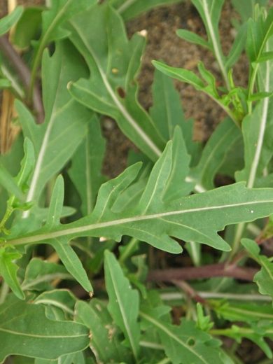 Roquette Wasabi (Diplotaxis tenuifolia) Graines
