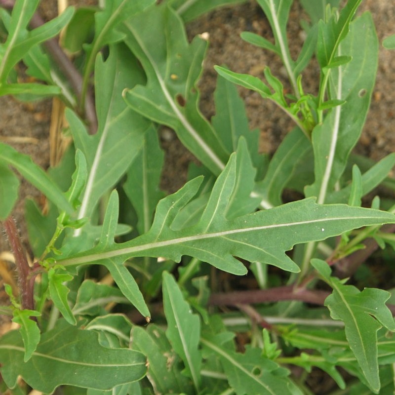 Roquette Wasabi (Diplotaxis tenuifolia) Graines
