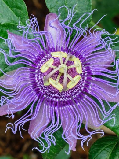 Passiflore officinale (Passiflora incarnata) Graines