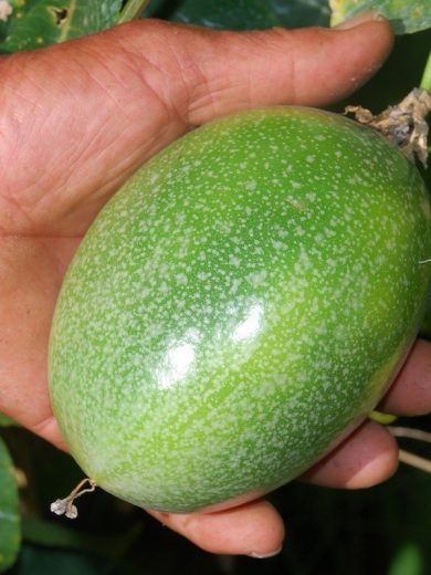 Passiflore officinale (Passiflora incarnata) Graines