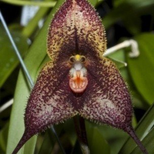Plantes rares et insolites