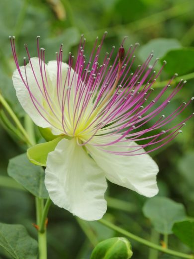 Capparis spinosa (Câprier) Graines