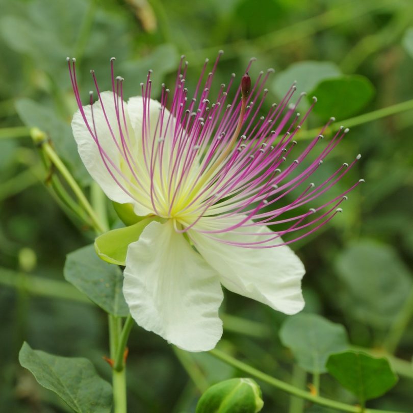 Capparis spinosa (Câprier) Graines