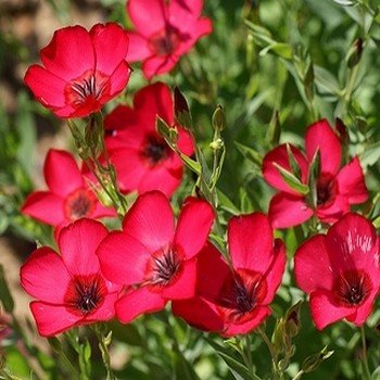 Lin Rouge (Linum grandiflorum 'Rubrum') Graines