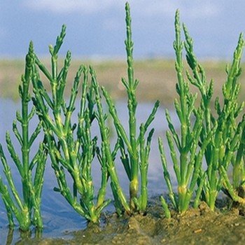 Salicorne (Salicornia europaea) Graines