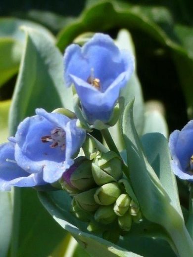 Synsepalum dulcificum, graines de fruit miracle à planter