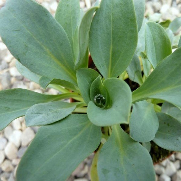 Plante Huître (Mertensia maritima) Plant