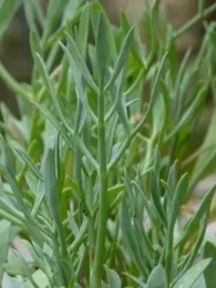 Crithmum maritimum "Criste Marine" Graines