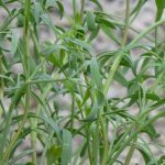 Crithmum maritimum "Criste Marine" Graines