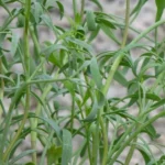 Crithmum maritimum "Criste Marine" Graines
