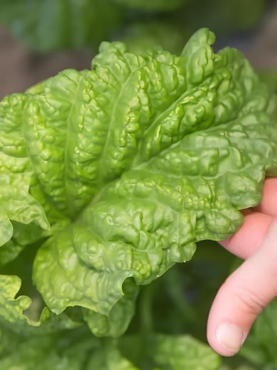 Bouillie bordelaise : Toxique pour la biodiversité du jardin