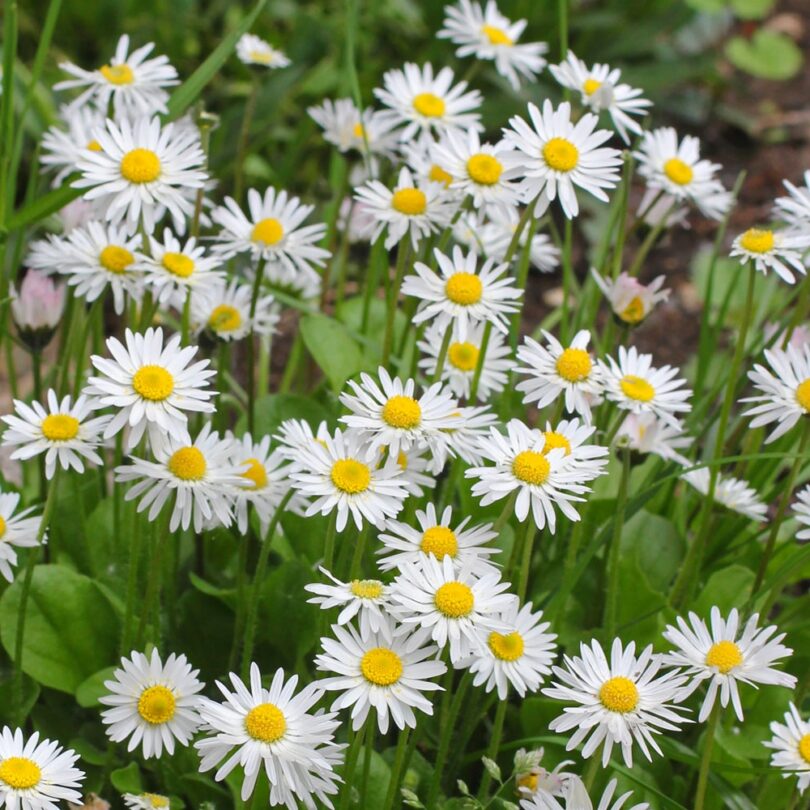 Paquerette (Bellis perennis) Graines – Image 2