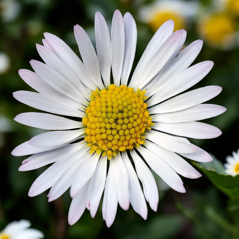 Paquerette (Bellis perennis) Graines – Image 3