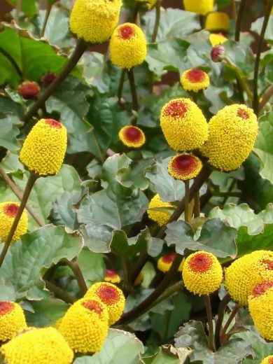 Cresson de Pará / Brède mafane (Spilanthes acmella) Graines