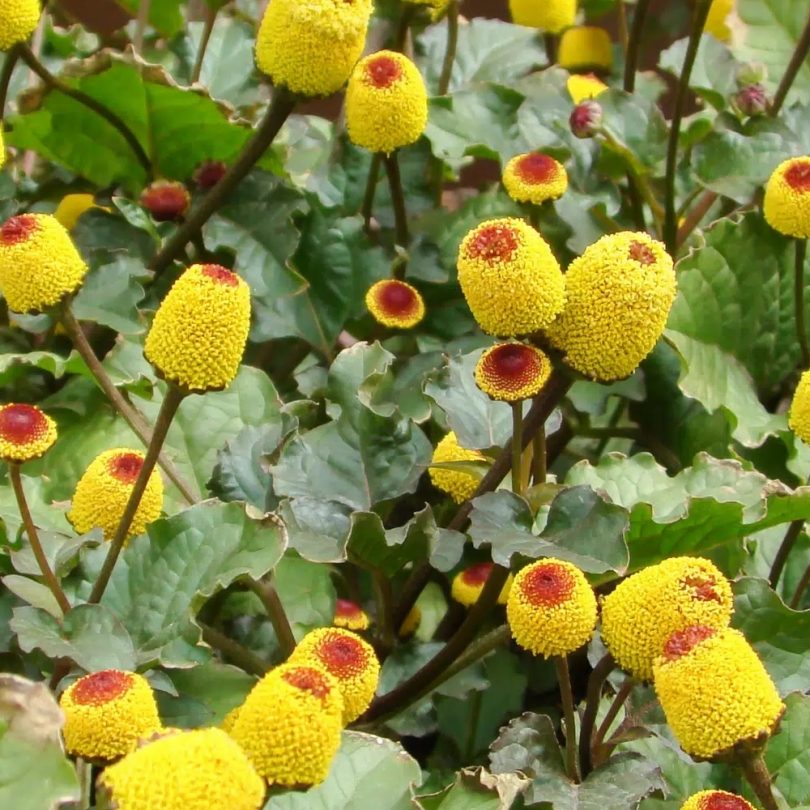 Cresson de Pará / Brède mafane (Spilanthes acmella) Graines