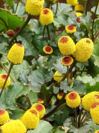 Cresson de Pará / Brède mafane (Spilanthes acmella) Graines