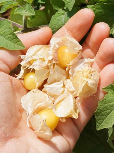 Cerise de Terre (Physalis pruinosa) Graines