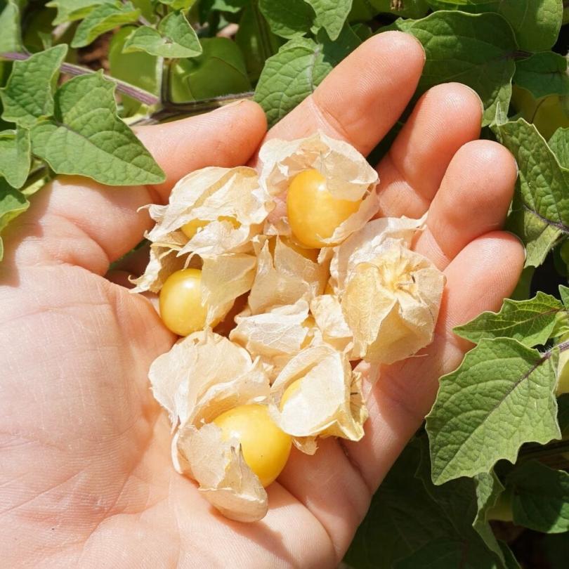 Cerise de Terre (Physalis pruinosa) Graines