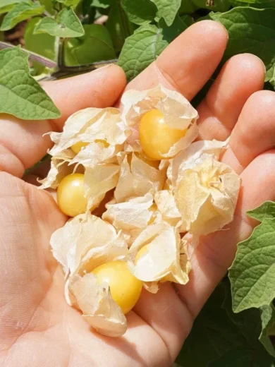 Cerise de Terre (Physalis pruinosa) Graines