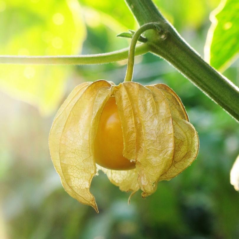 Cerise de Terre (Physalis pruinosa) Graines – Image 3
