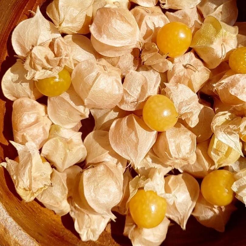 Cerise de Terre (Physalis pruinosa) Graines – Image 2