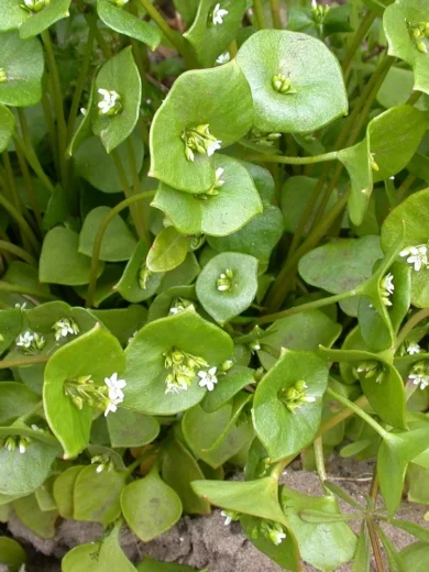 Pourpier d'hiver (Claytonia perfoliata) Graines