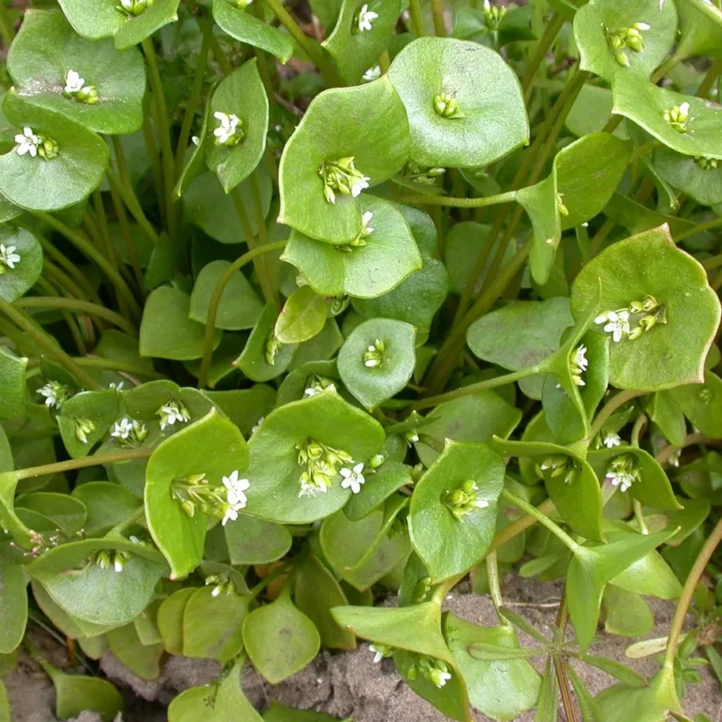 Pourpier d’hiver (Claytonia perfoliata) Graines