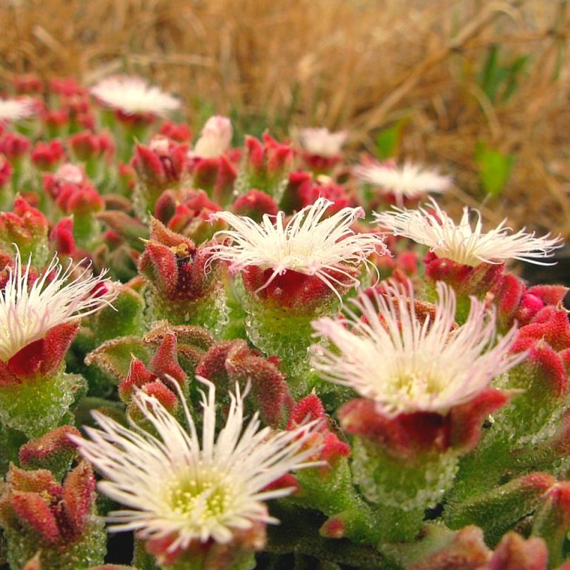 Ficoïde glaciale (Mesembryanthemum crystallinum) Graines – Image 2
