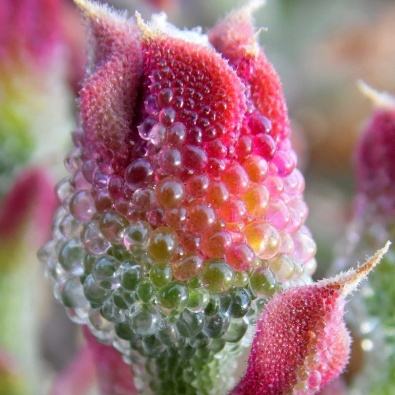 Ficoïde glaciale (Mesembryanthemum crystallinum) Graines – Image 3