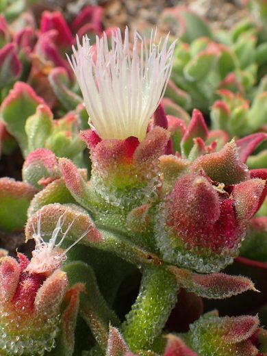 Ficoïde glaciale (Mesembryanthemum crystallinum) Graines