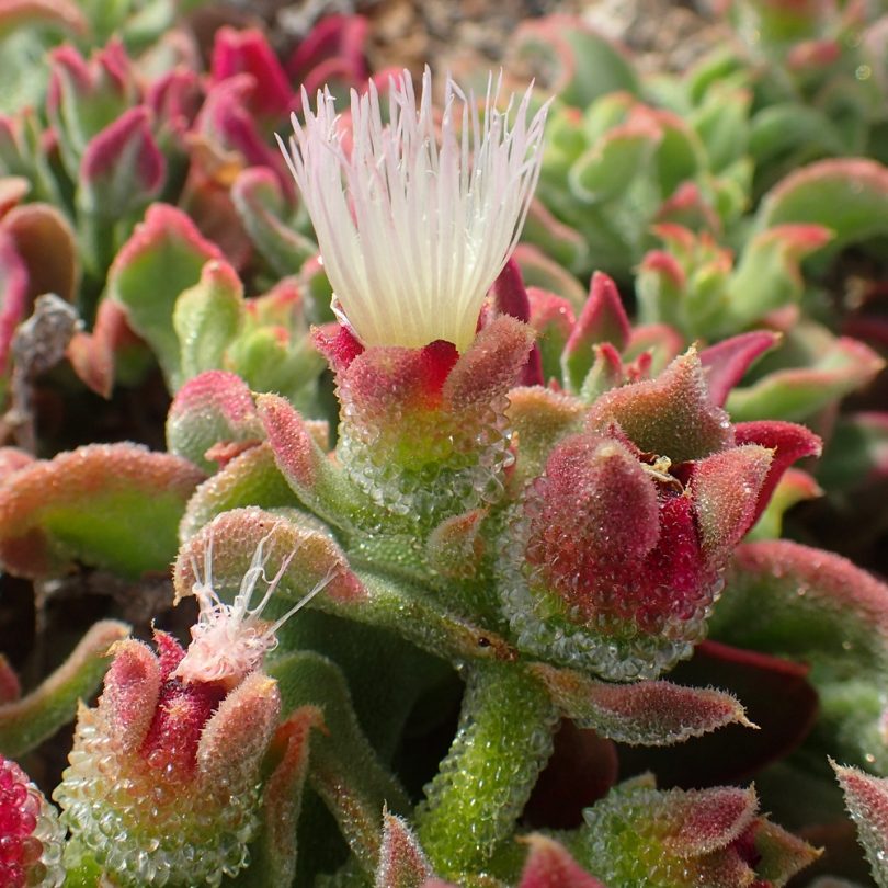 Ficoïde glaciale (Mesembryanthemum crystallinum) Graines