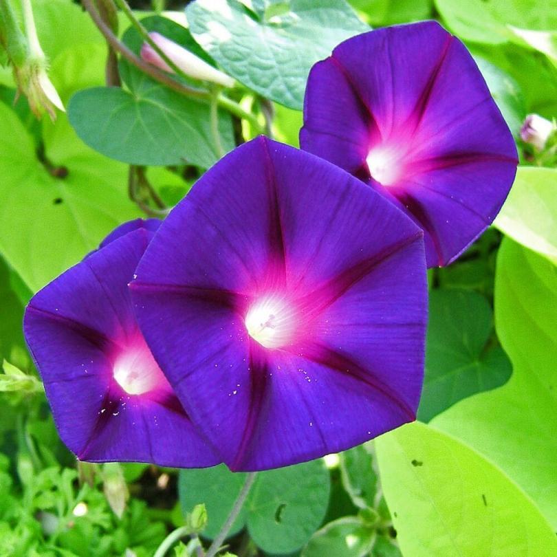 Ipomée volubilis "Morning Glory" (Ipomoea purpurea) Graines