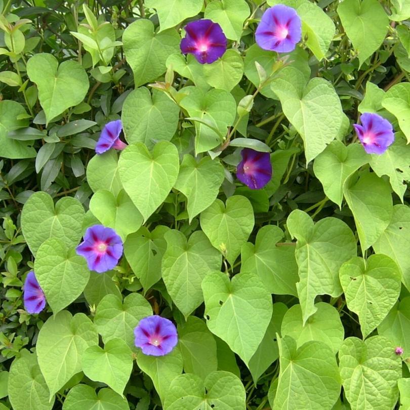 Ipomée volubilis "Morning Glory" (Ipomoea purpurea) Graines – Image 2