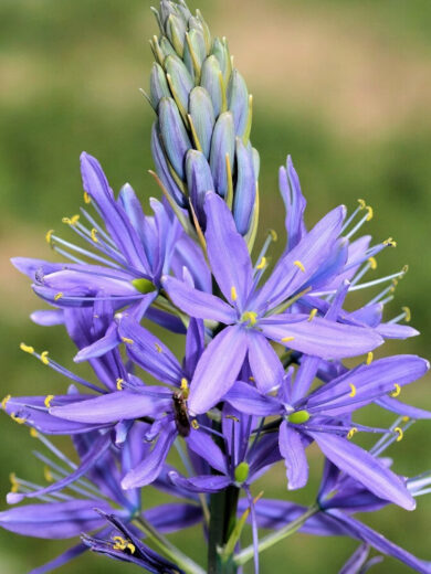 Jacinthe des indiens (Camassia quamash) Bulbes