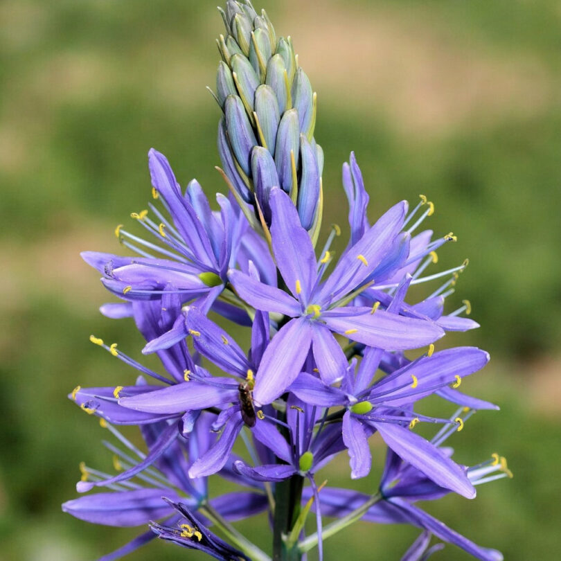 Jacinthe des indiens (Camassia quamash) Bulbes