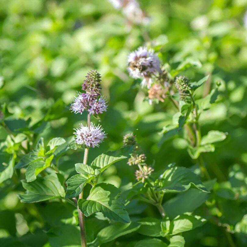 Menthe Aquatique (Mentha aquatica) Graines