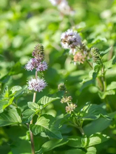 Menthe Aquatique (Mentha aquatica) Graines