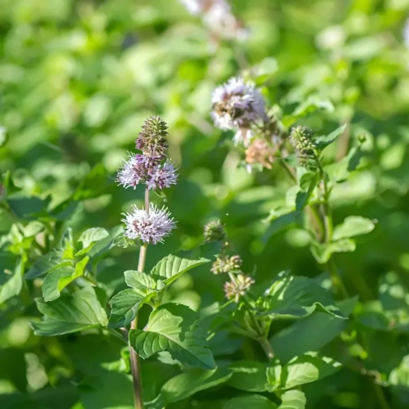 Menthe Aquatique (Mentha aquatica) Graines