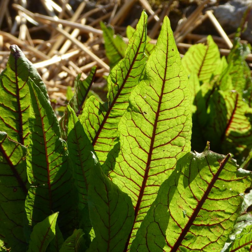 Oseille sanguine (Rumex sanguineus) Graines